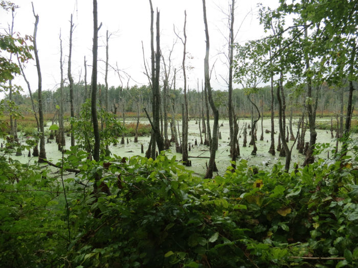 Swampy habitat